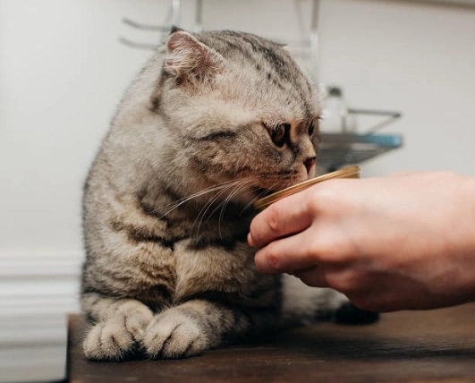 cat feeding schedule