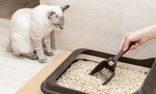 best cat litter