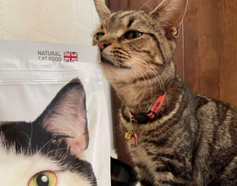 how much to feed a cat per day