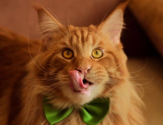 how much to feed a cat per day