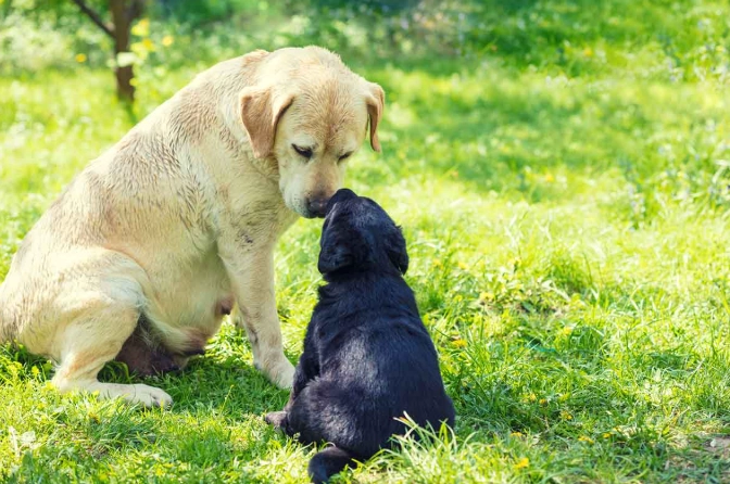 when to separate puppies from mother