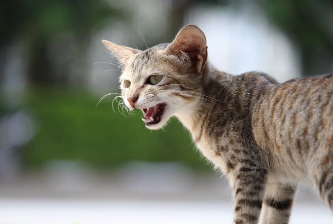 stop cat yowling stop cat yowling