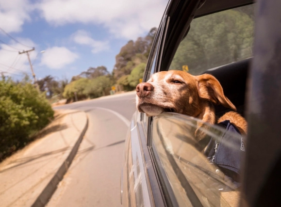 motion sickness in dogs motion sickness in dogs