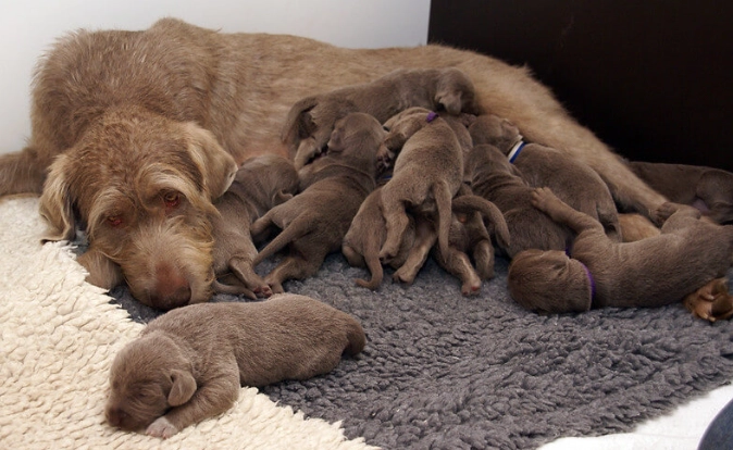 when to separate puppies from mother