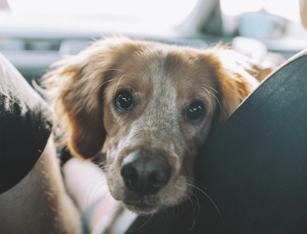 motion sickness in dogs motion sickness in dogs