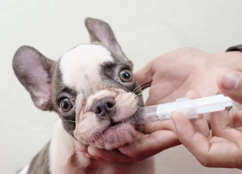 dog allergy medicine dog allergy medicine