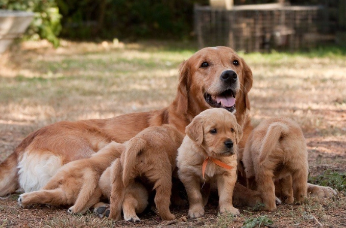 puppy leaving mom age