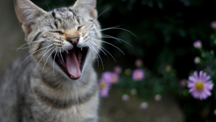 cat yowling cat yowling