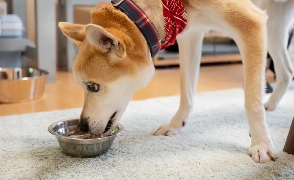 dog eating poop home remedies