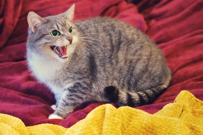 Why Is My Cat Yowling? 7 Reasons and Practical Solutions