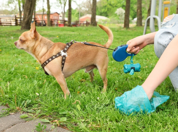 dog eating poop home remedies