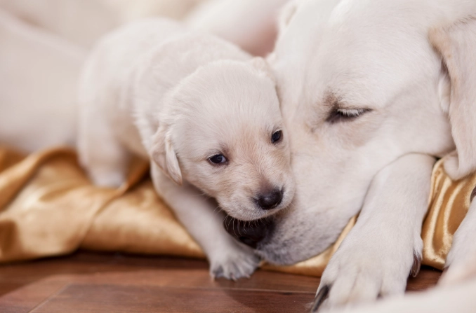 When Should a Puppy Leave Its Mom? The Essential Guide to Timing