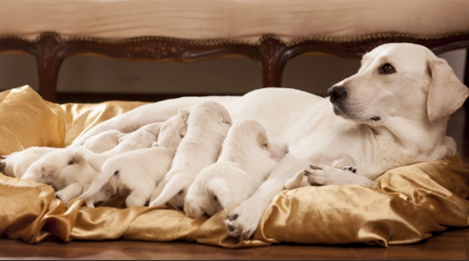 best age to get a puppy