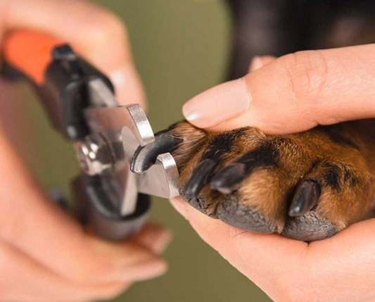 dog nail care