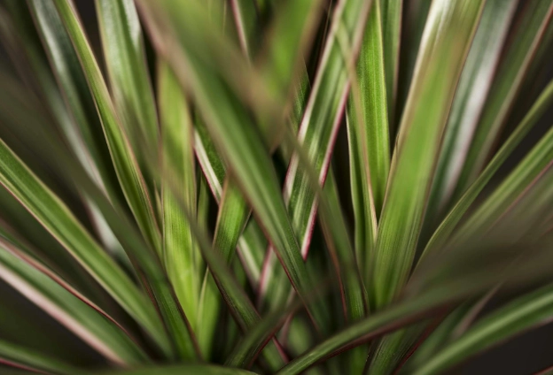 dracaena toxic to cats