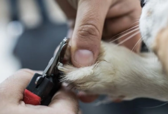 dog nail care