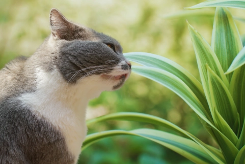 are dracaena plants safe for cats