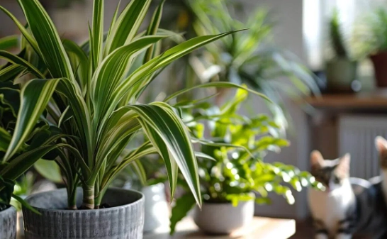 dracaena toxic to cats