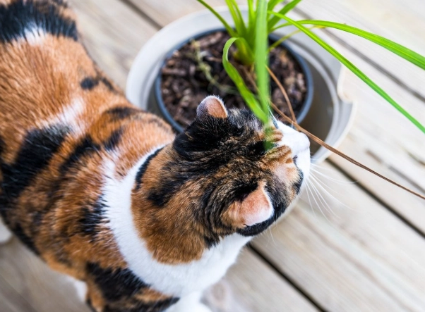 are dracaena plants safe for cats