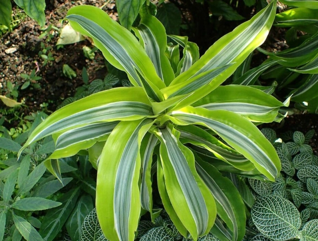 dracaena poisoning symptoms cats