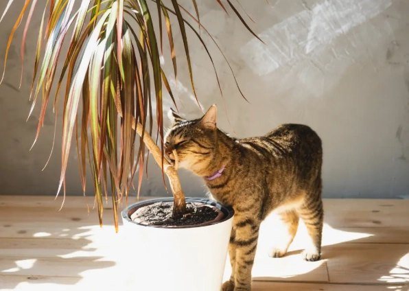 dracaena poisoning symptoms cats