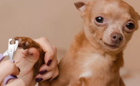 dog nail trimming frequency