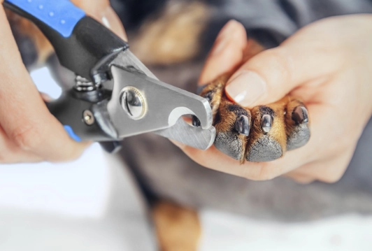 How Often to Trim Dog Nails: A Complete Frequency Guide