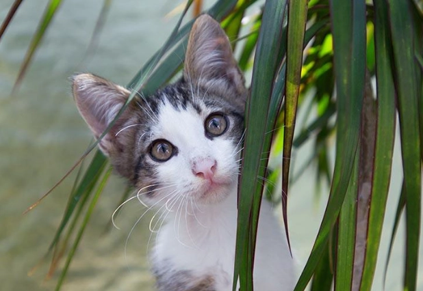 are dracaena plants safe for cats