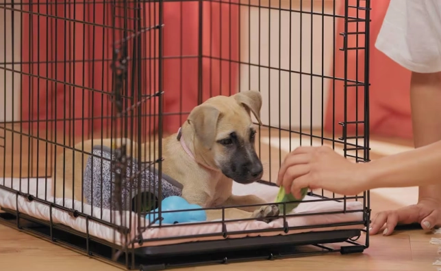 puppy crate training schedule puppy crate training schedule