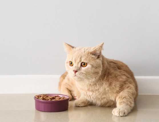 cat emergency after eating lily cat emergency after eating lily