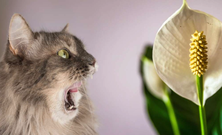 lily poisoning in cats lily poisoning in cats