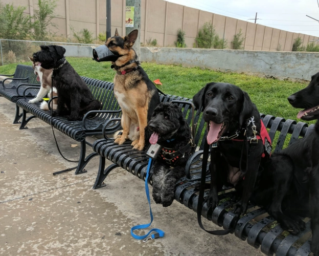 puppy socialisation classes
