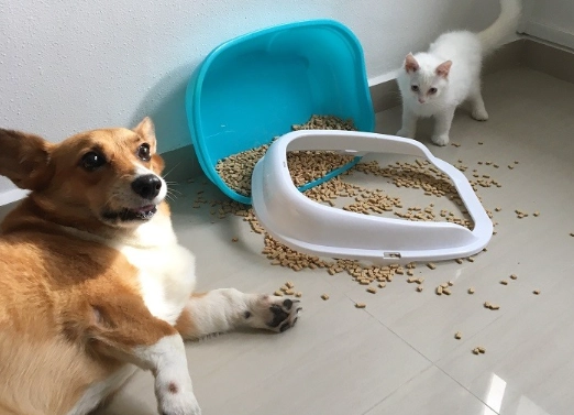 dog proof cat litter box dog proof cat litter box