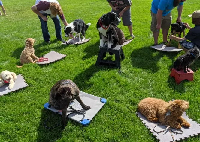 Dog Socialisation Training: The Complete Guide for Confident Puppies & Dogs