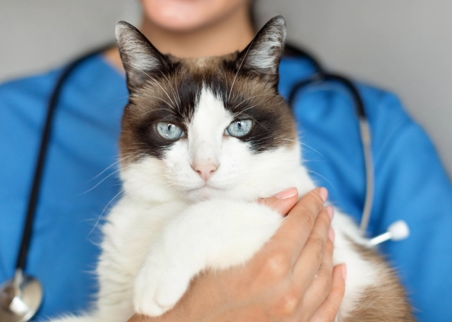 My Cat Ate a Lily and Nothing Happened – What You Must Do Now