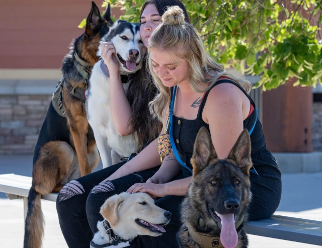 how to socialise an adult dog