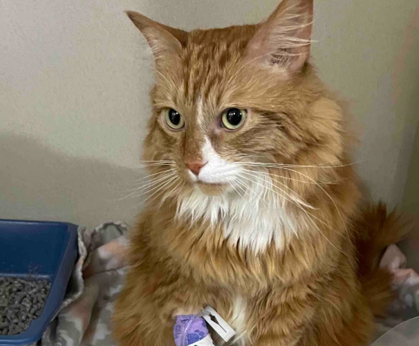 symptoms of lily toxicity in cats symptoms of lily toxicity in cats