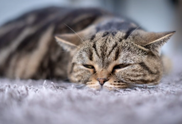 how to tell if cat is constipated