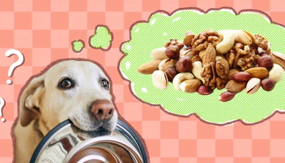 nuts toxic to dogs nuts toxic to dogs