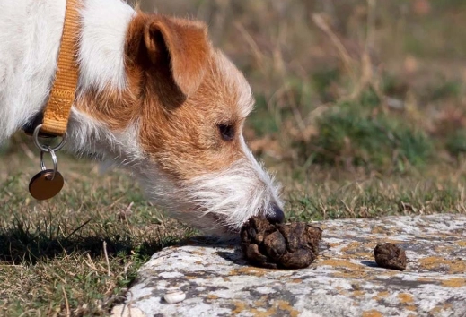 coprophagia in dogs coprophagia in dogs