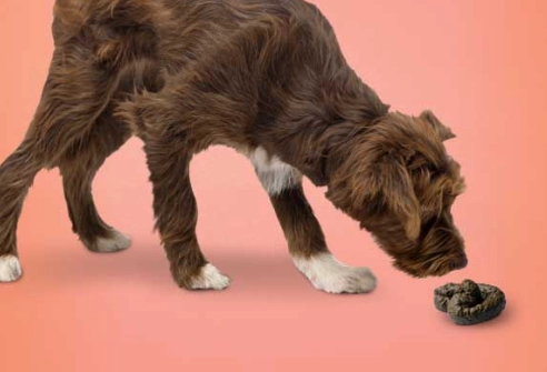 why do dogs eat poop why do dogs eat poop