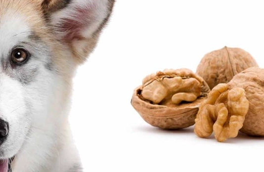 Can Dogs Eat Nuts? A Vet's Safety Guide to Toxic & Safe Nuts
