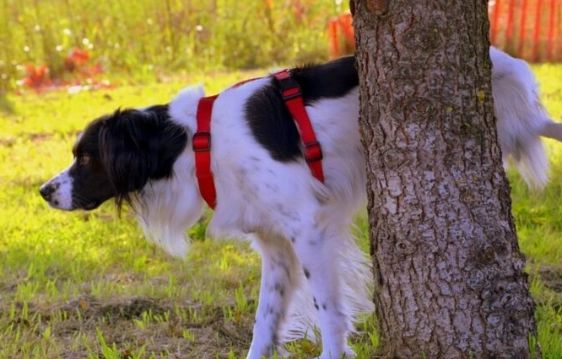 brown urine in dogs causes brown urine in dogs causes