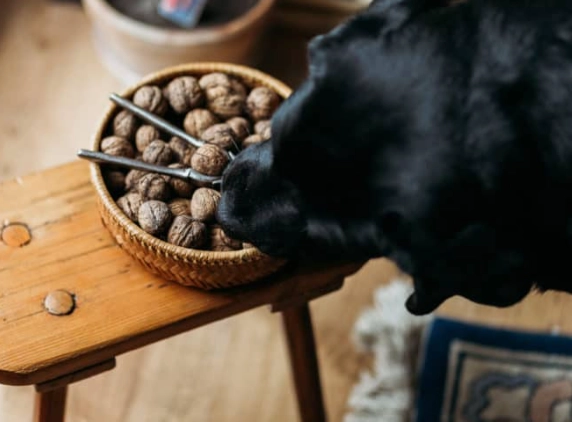 are nuts safe for dogs are nuts safe for dogs