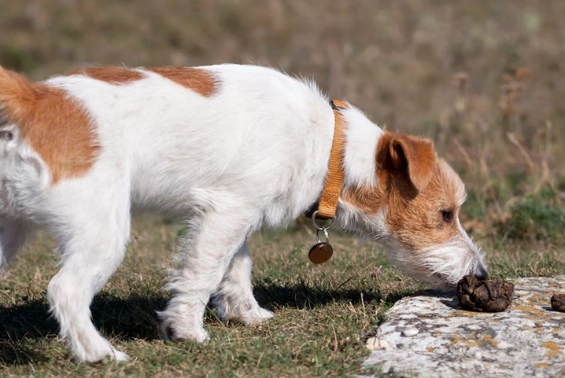 stop dog eating feces stop dog eating feces