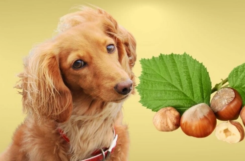nuts toxic to dogs nuts toxic to dogs