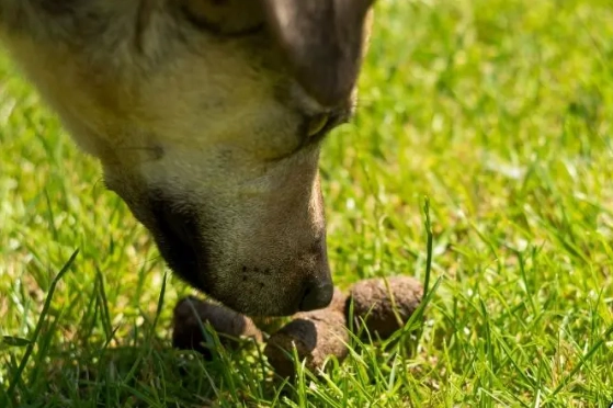 stop dog eating feces stop dog eating feces