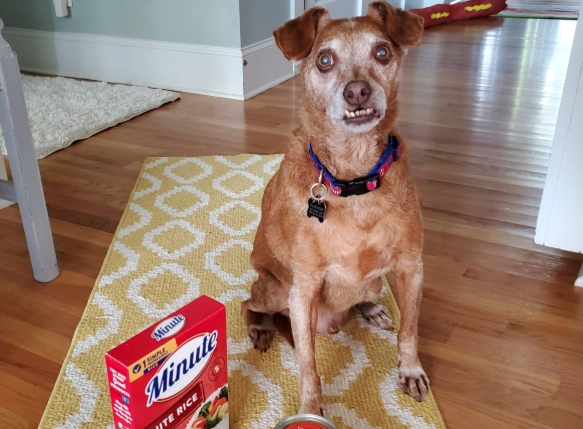 What to Give a Dog for Diarrhea: Safe Home Remedies & Vet Advice