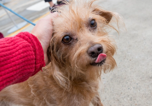 dog urine color chart dog urine color chart