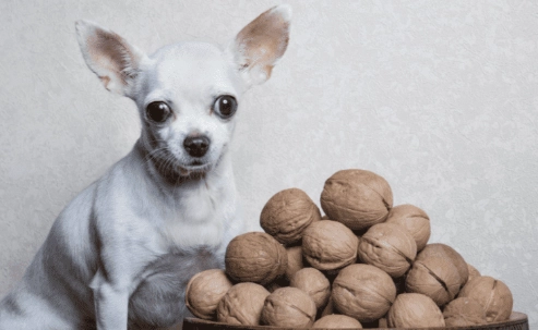 are nuts safe for dogs are nuts safe for dogs